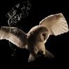 curiousnightowl